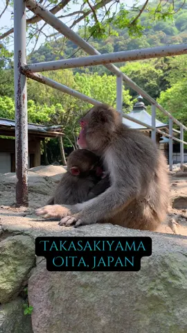 Japanese macaques (monkeys) at the Takasakiyama natural zoo, Oita, Japan 