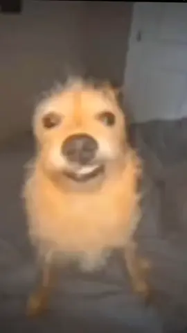 ro po ro po po #cachorro#memes