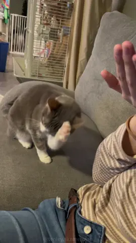 The cat knows what you say #cat #cats #catlover #fyp #viral #foryou 