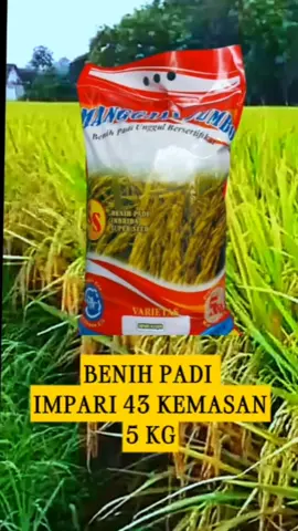 BENIH PADI INPARI 43 KEMASAN PREMIUM 5 KG#benihpadi #PADIIMPARI#fypage 