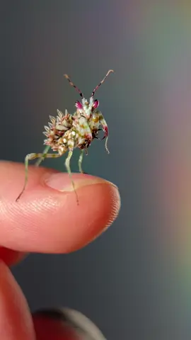 Pseudocreobotra wahlbergi aka spiny flower mantis. One of my all time favorites! #pseudocreobotrawahlbergi #spinyflowermantis #mantis #insect #arthropod #alien