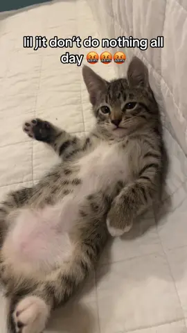 she’s so lazy and unemployed #rentisdue #lazycat #fyp #foryou #cattok #catcontent #jit #lazy #unemployed #jobs #sleeping #catsoftiktok #catlover #cattiktok #tiger 