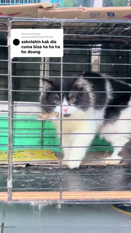 Membalas @user63829017253719108 ini video jam 6 pagi, satu2 kandangnya lg d bersiin jdi nunggu giliran dikeluarin sama mama akuu 😽#cat #kucing #kucingtiktok #fyp #fyppppppppppppppppppppppp 