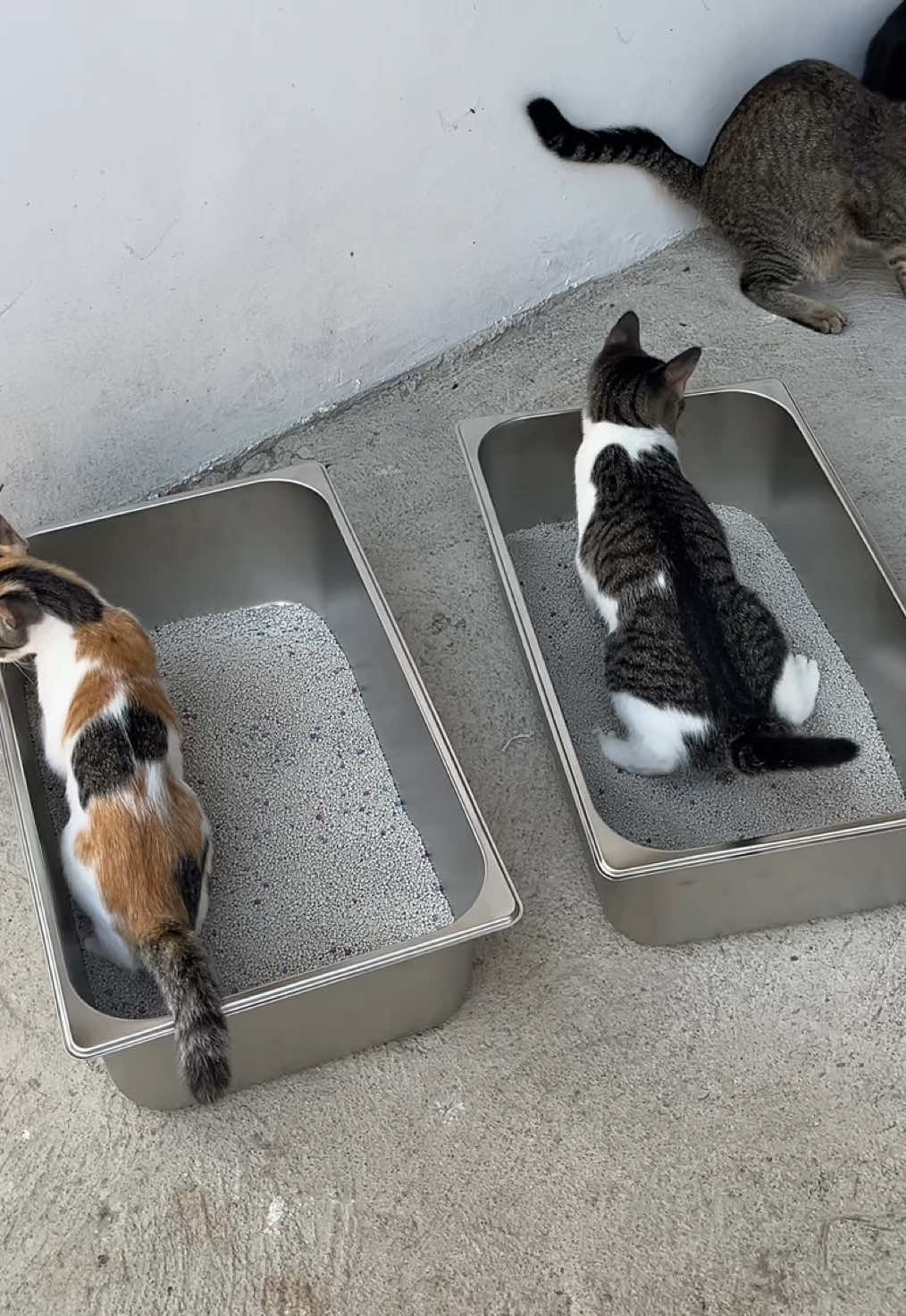 hindi pa natatapon yung catlitter kasi malalim na din to #catlitterbox #stainlesssteelcatlitterbox #catlittertray #litterbox #stainlesslitterbox 