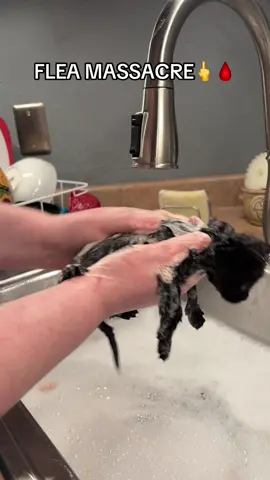 Bye, bye fleas! ❌🤢 #rescuekitten #fleainfestation #catsoftiktok #fyp #viral #slayer #metalhead #blackcat #kitten #cat 