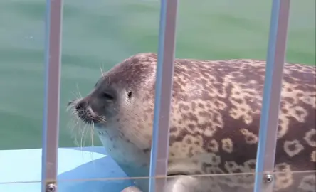 yo-chan turns into an airplane and tries to fly #yochan #tokkaricenter #seal #fyp #pinniped 