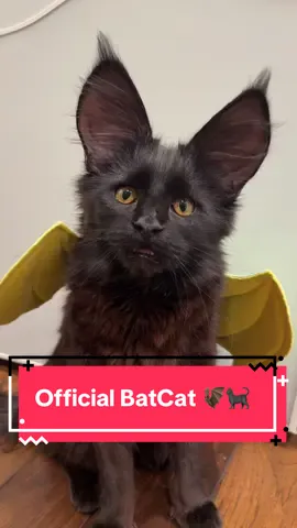 Mooni wanted to show all of you his bat wings. Be nice—it’s his first time showing them off! 🦇🐈‍⬛ #battykoda #ferngully #batcat #mainecoonkitten #fyp 