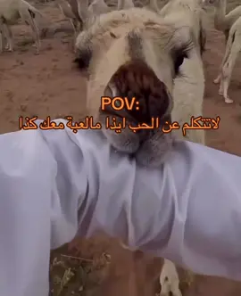 لاتتكلم عن الحب ايذا مالعبة معك كذا #الابل_عطايا_الله_عشاق_البداوة_🐪😍 #ابل #حوارة 