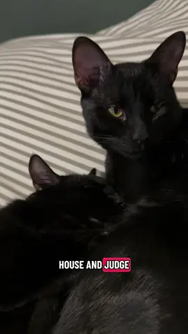 And we have two!! 😂 It’s hard to imagine life without these heathens.  #blackcats #blackcatsoftiktok #catsarethebest #blackcatenergy #catmom 