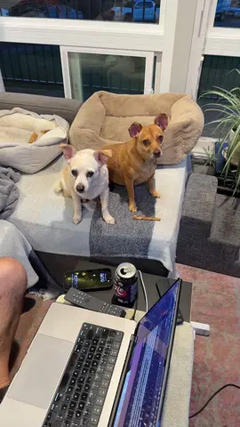Man Spreading 