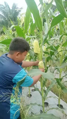 panen jagung Mudo Kito 