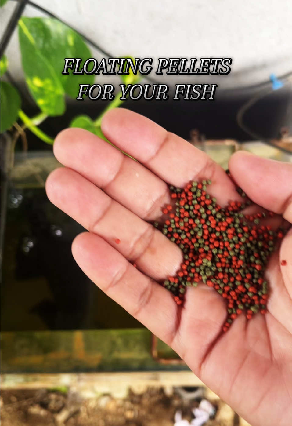 FLOATING PELLETS FOR YOUR FISH#fishfood #FISHFOOD #fishkeeper #aquarium 