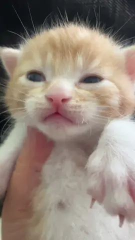 #kitten #kittensoftiktok #kittensoftiktok #catsoftiktok #catlover 