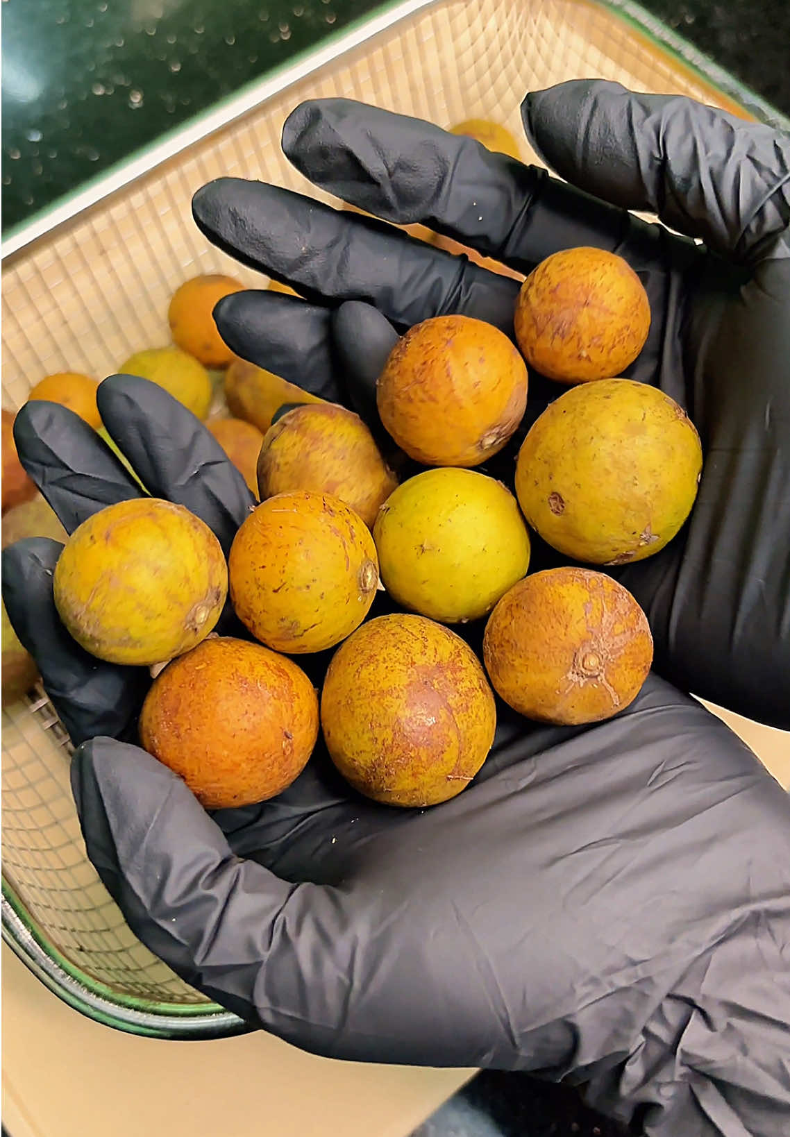 Cả nhà đã thử vị sấu chín chưa ạ? 🥰 #camquytfruits #hoaqua #hoaquahanoi #foryou 