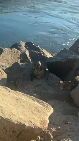 He is def the king squirrel #beach #squirrel #chonky #sandiego #funnyanimals 