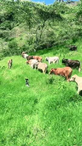 #🐴🐴🐴🐴 #fpyシ #tiktok 