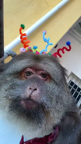 #monkey #monkey #xingxing #cute #lovely 