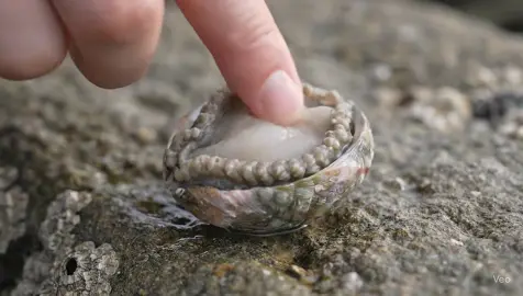 ✨ Unexpectedly mesmerizing... Who knew a simple touch could create such a reaction? 🌊🐚 Sometimes nature feels more alive than we imagine. 👉 Stay tuned for more oddly satisfying moments. #ASMR #Satisfying #OceanVibes #NatureMagic #Unexpected   
