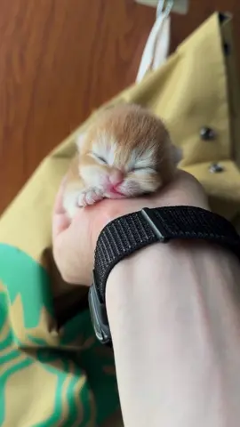 so cute 🥹#foru #cutecat #catlover #kitty #kittensoftiktok #cutekitten #toocute #catvideo #babykitten #kitten