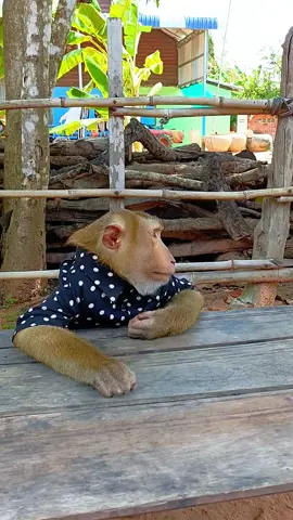 SokYaa Monkeys SHARE Fresh Milk with Children Like Siblings - HEARTWARMING FAMILY!