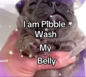 I love pibbles #pibbles #frenchie #pebbles  #fyp #babyfrenchies 