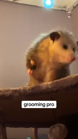 i miss my little princess ❤️‍🩹❤️‍🩹 she was such a character #rip #possums #punathepossum 