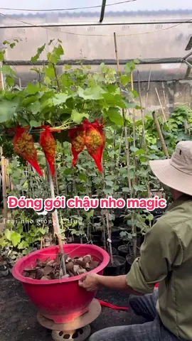 Đóng gói chậu nho magic cho khách#trạinhogiốngahuy #trồngcây #làmvườnv #sânthượng 