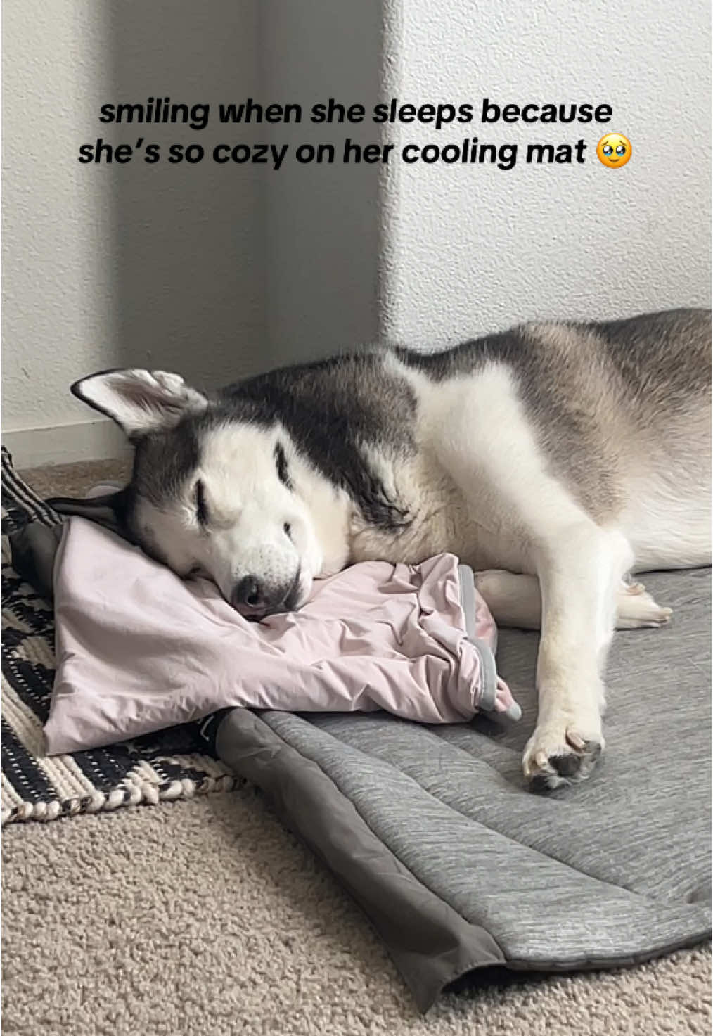 Your dog deserves a cooling mat  #cooling #coolingmat #coolingmatforpets 