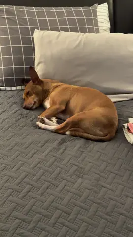 He is my baby … I love him 😍😍😍 #ratterriersoftiktok #dogs #puppylove 
