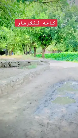 #foryou #کامه_ننگرهار🇦 #پښتون_تاجیک_هزاره_ازبک_زنده_باد🇦 #viralvideo #❤️❤️❤️❤️ #viwes #foryou @AFG ـــ👑کامــوال(◠‿◕) @Saifor Rahman🇦🇫🌹کاموال 