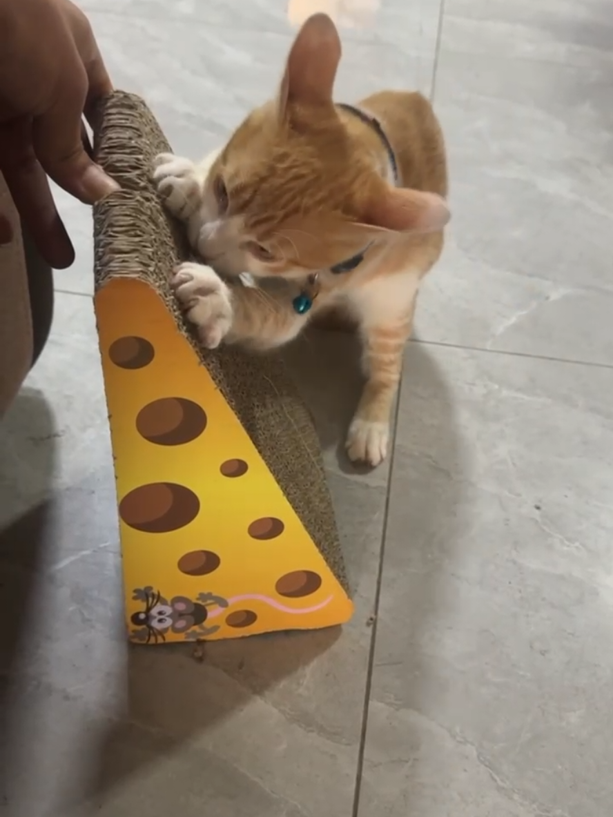Metele cualquier tema hermano el arpa es tuyo 🐈😄 #fyp #paratiiiiiiiiiiiiiiiiiiiiiiiiiiiiiii 