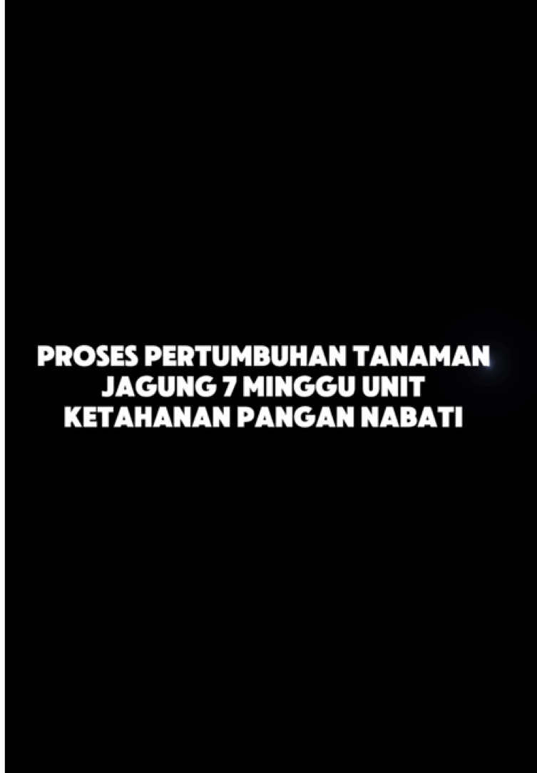 Dari sebutir biji, hingga jadi tonggak kehidupan🌱✨ #promomakangajian #bumdesjayajanti #jantipesona #fypage #fypberanda 