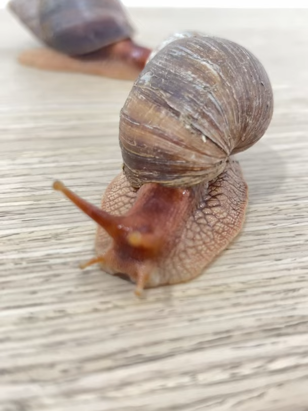 Snail 🐌 #snailmail #snail #shortvideo