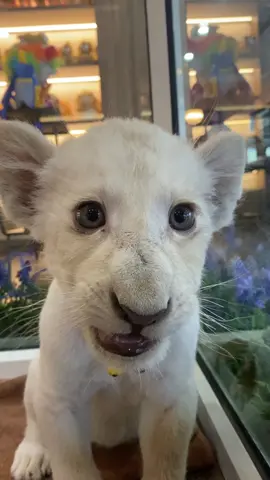 “July” pretty girl ✨🦁 #fyp #phuket #thailand #lioncafephuket #lioncafe 