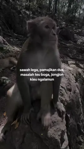 jongjon euy 🗿 #capruk #storysunda #monyetgalau #atuheuy 