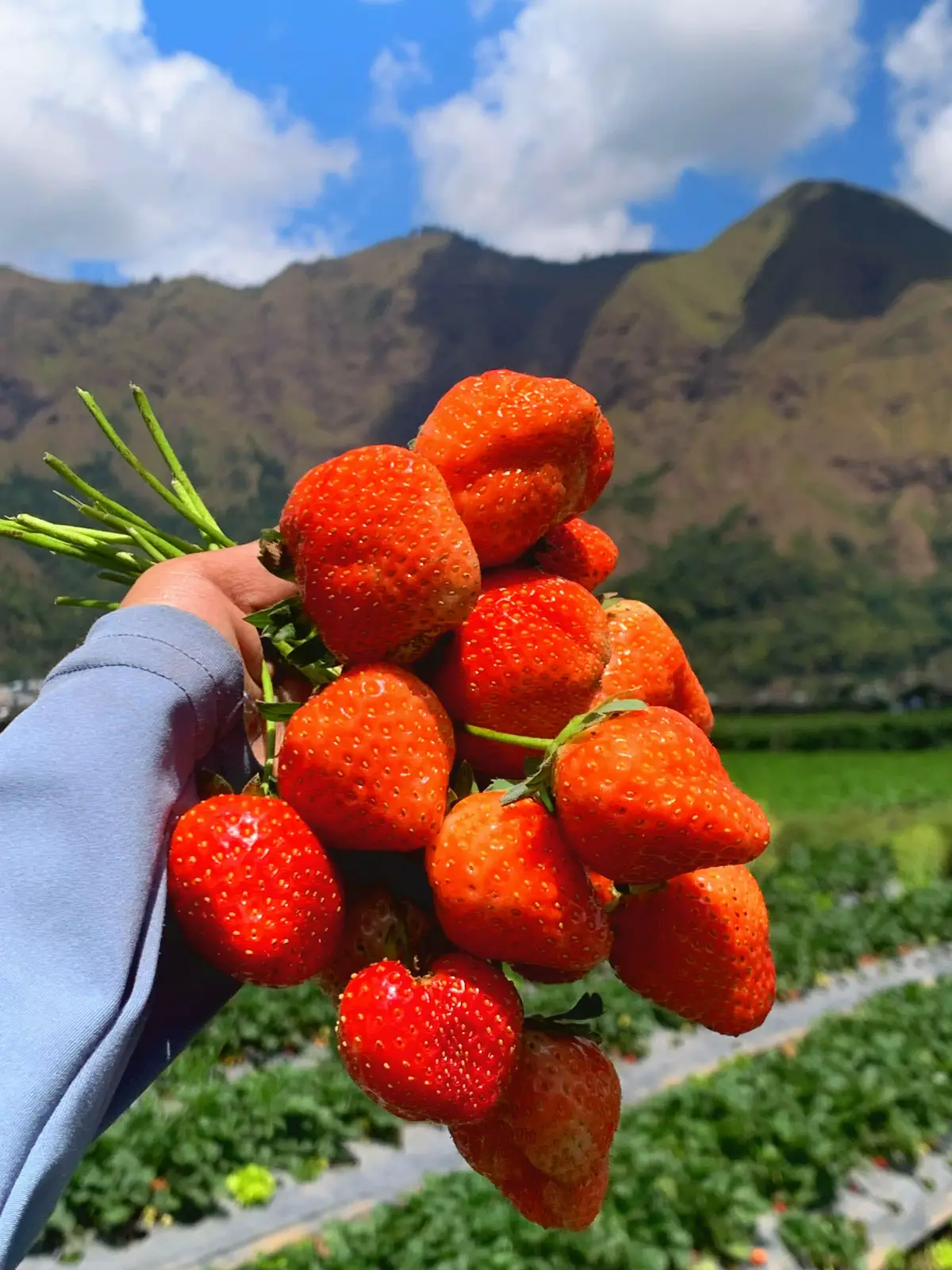 Strawberry gendut 🍓🍓🍓 #mounjetsembalun #mounjetstrawberry #mounjetstroberry #strawberrysembalun #petikstrawberry 
