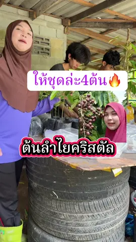 #ต้นลําไยคริสตัล 