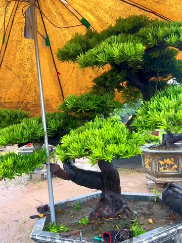 Thành thị và những cơn mưa #caycanh #tunglahan