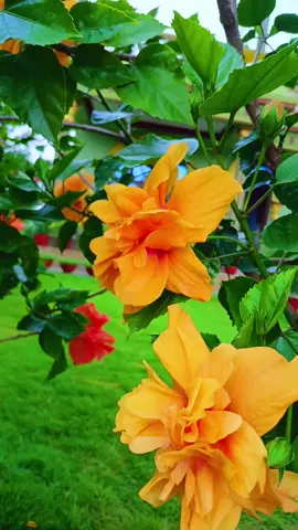 #homegarden #plants #flowers #fyp #@devyaa pangdhak @Sushma Pandhak Ningleku 
