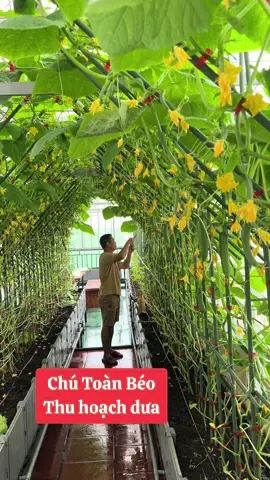 Thu hoạch dưa sân thượng!#vietnamtoiyeu #vuonsanthuongchutoanbeo #duachuot #xuhuongtiktokk #dua 