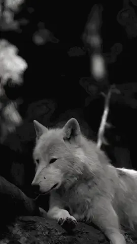 #цитаты #мудрость #жизнь #волки🐺 #рекомендации 