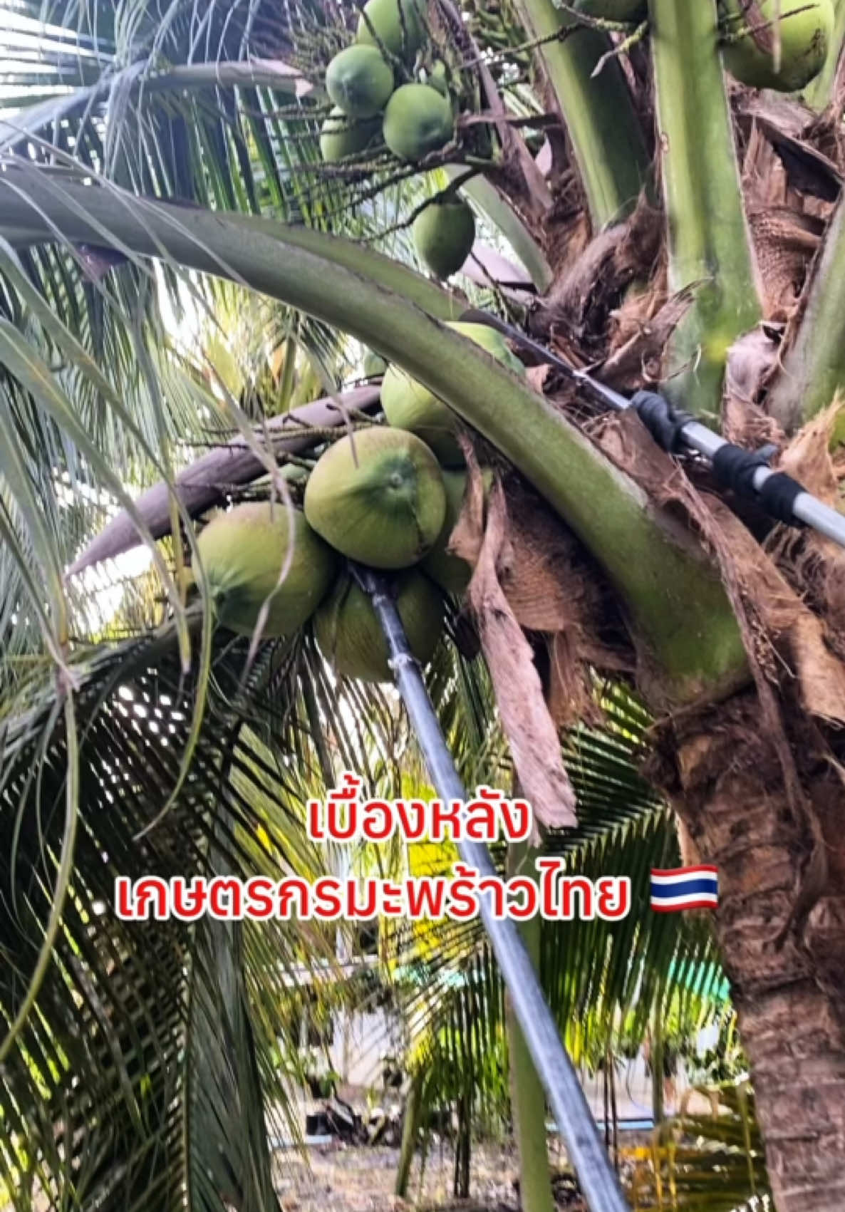 เบื้องหลัง เกษตรกรมะพร้าวไทย 🇹🇭 #jinzicoconut #มะพร้าวน้ําหอม #ของอร่อยบอกต่อ #tiktokfood 