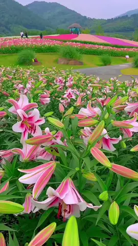 Tulip
