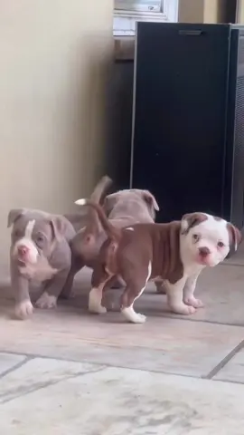 6 weeks old, they grew so fast  #americanbully #americanbullypuppy #puppytiktok #puppytok #pocketbully 