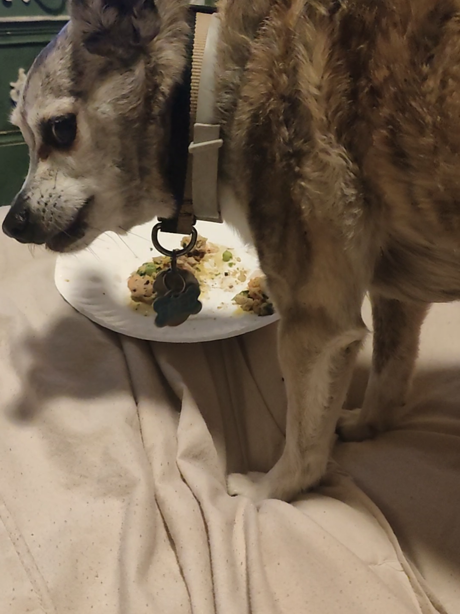 We like to eat in bed. #mukbang #fyp #viral #dog #chihuahua 