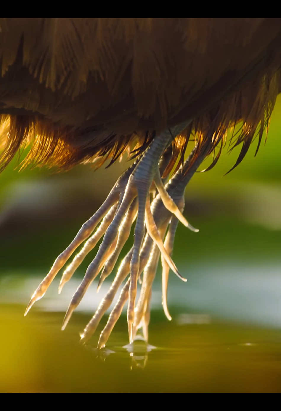 African jacana. #amazinganimals #animalworld #nature #foryour 