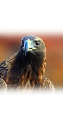 Eagle Resting on a Tree Branch#viral #power #tik_tok #viralvideos #eagle 