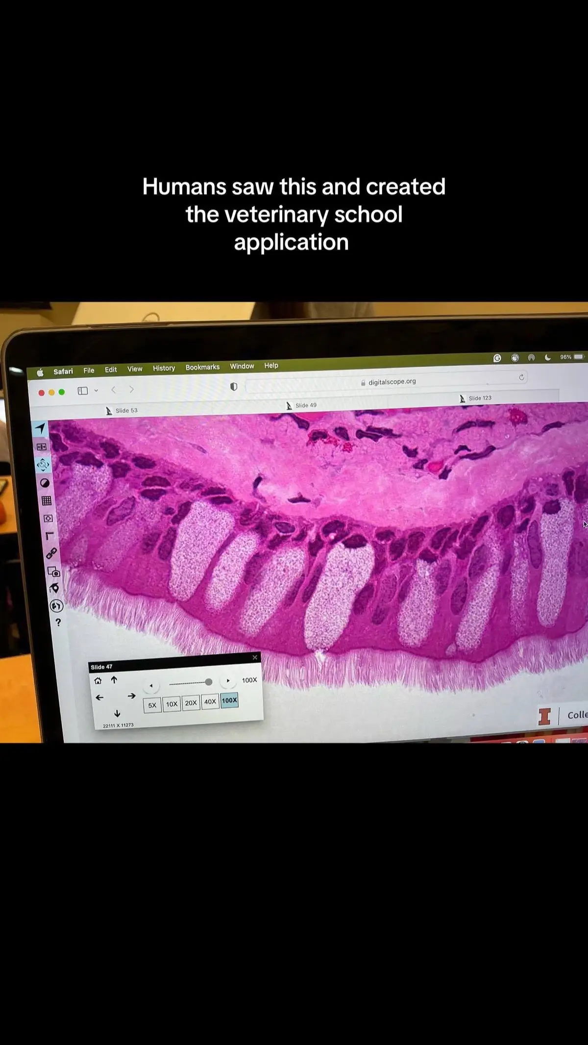 What a work of art. #epithelium #vetmed #uiuc #study 
