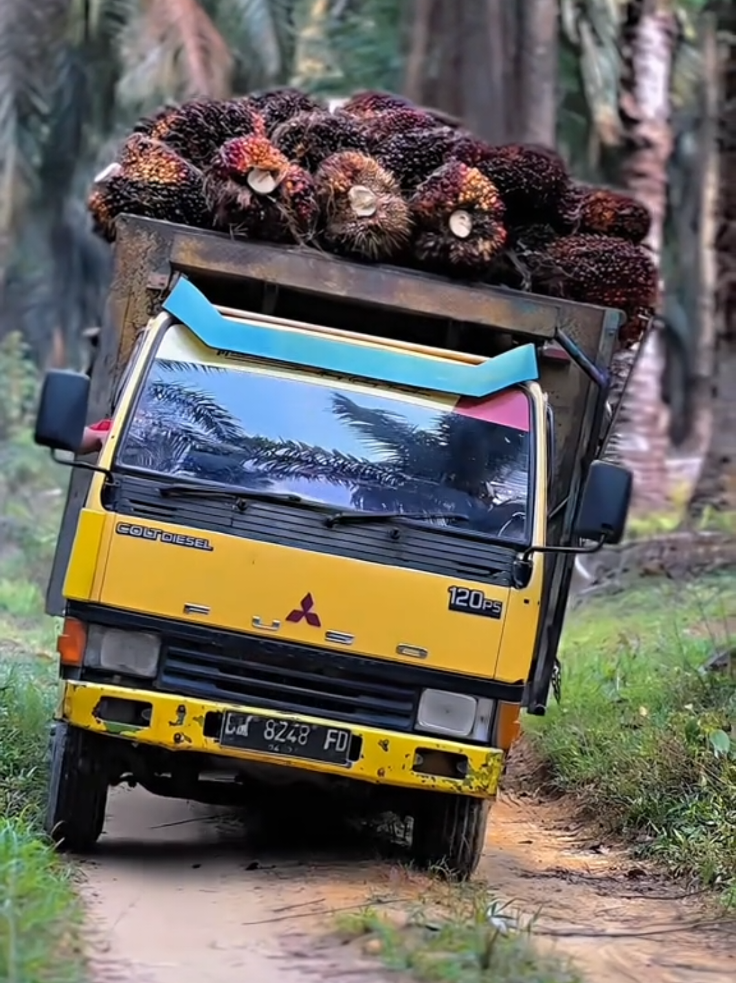 Tutor smooth hd #sawitontiktok #trucksawitriau #storysawit?? 