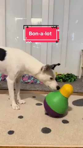 Pennin uusi lelu oli välitön hitti!  #luckypenni #rescuedog #rescuekoira #bobalot #enrichmentfordogs 
